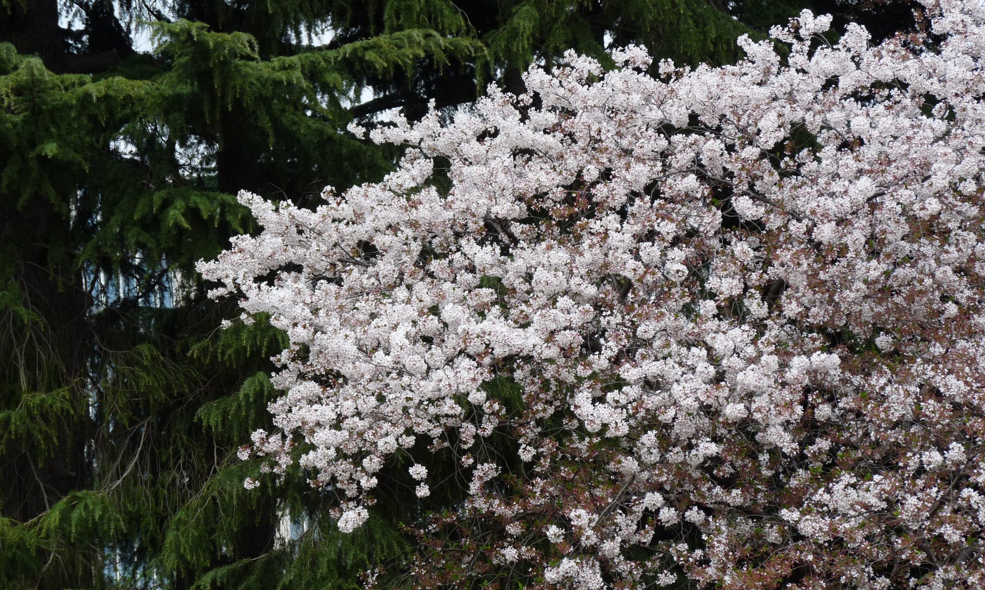 Alam Communication Ukraine